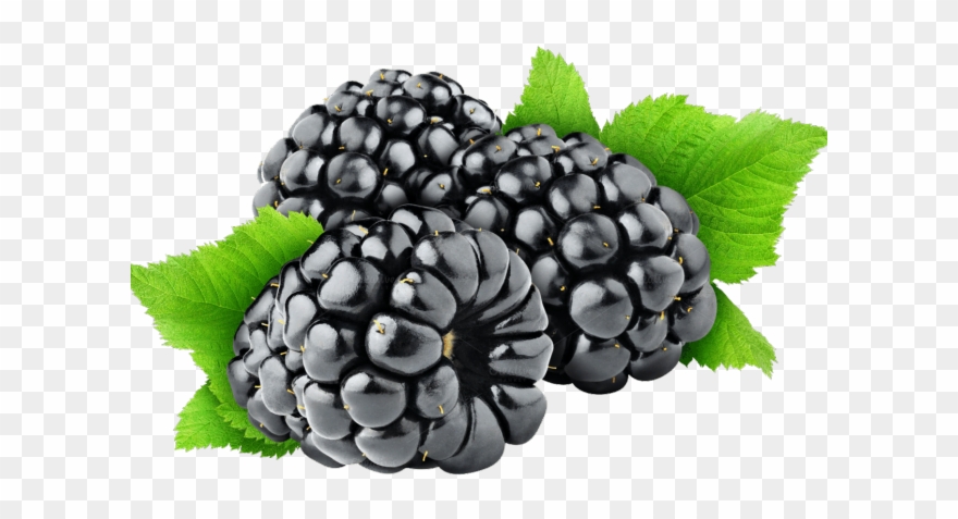 Detail Blackberry Fruit Clipart Nomer 16