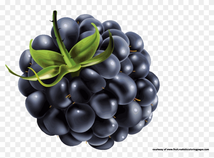 Detail Blackberry Fruit Clipart Nomer 17