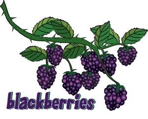 Detail Blackberry Fruit Clipart Nomer 43