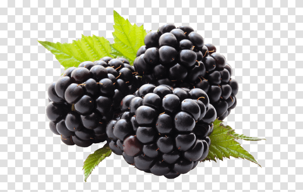 Detail Blackberry Fruit Clipart Nomer 8