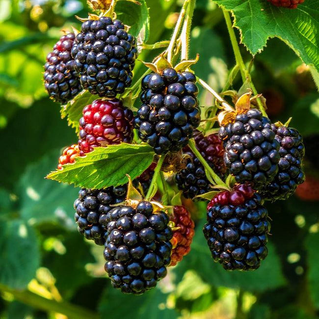 Download Blackberry Fruit Image Nomer 19