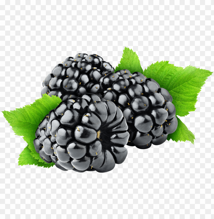 Detail Blackberry Fruit Image Nomer 32