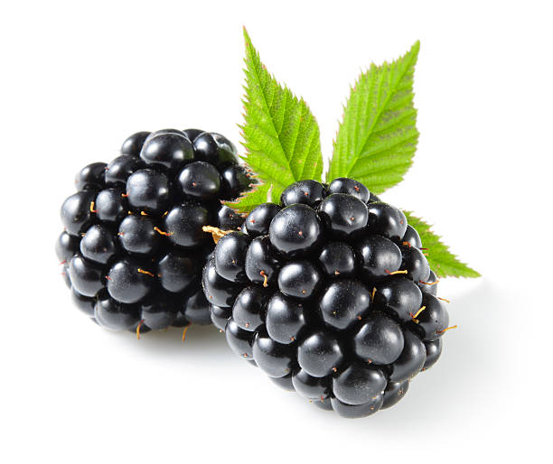 Detail Blackberry Fruit Image Nomer 34