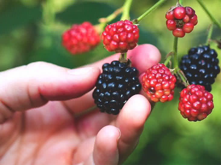 Detail Blackberry Fruit Image Nomer 40