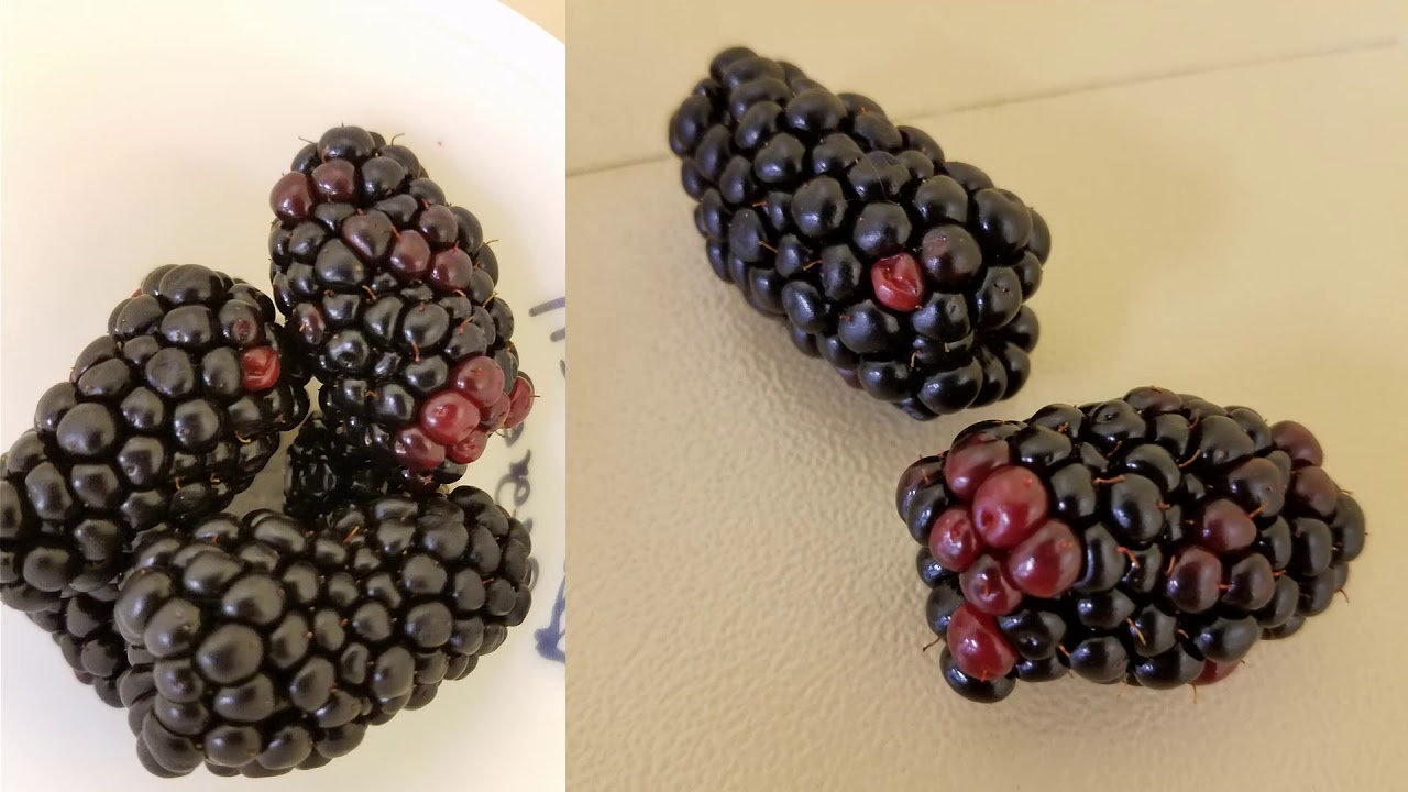 Detail Blackberry Fruit Image Nomer 43