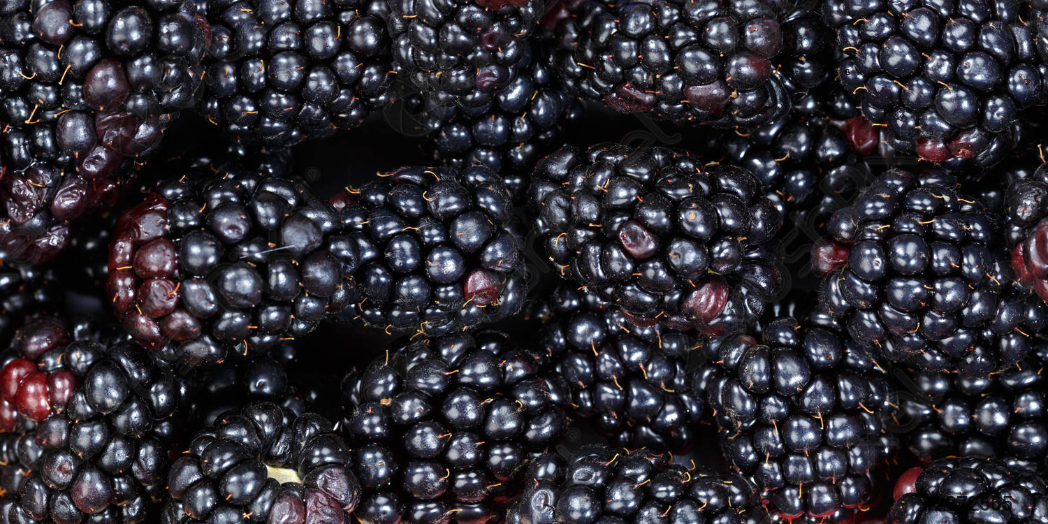 Detail Blackberry Fruit Image Nomer 45