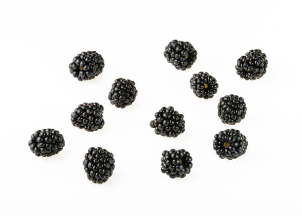 Detail Blackberry Fruit Image Nomer 47