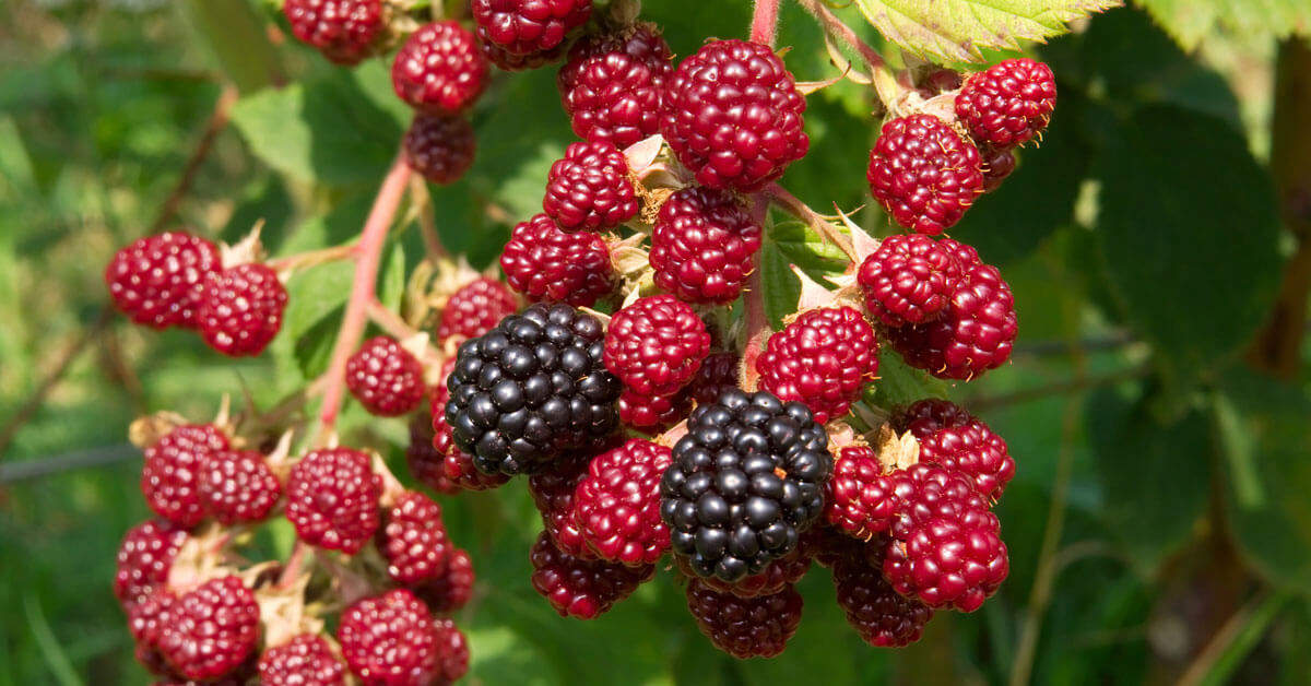 Detail Blackberry Fruit Image Nomer 52