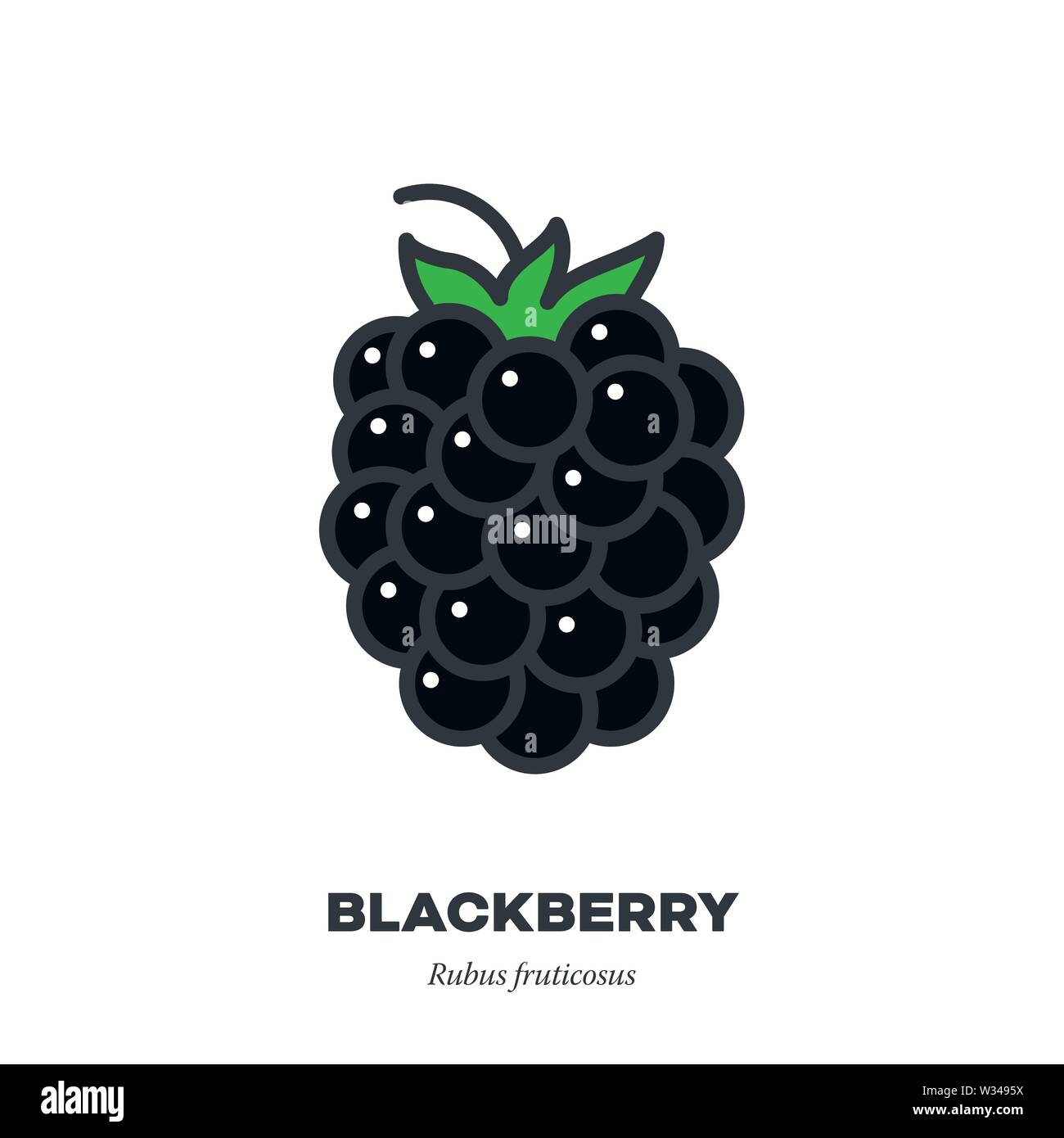 Detail Blackberry Fruit Picture Nomer 42