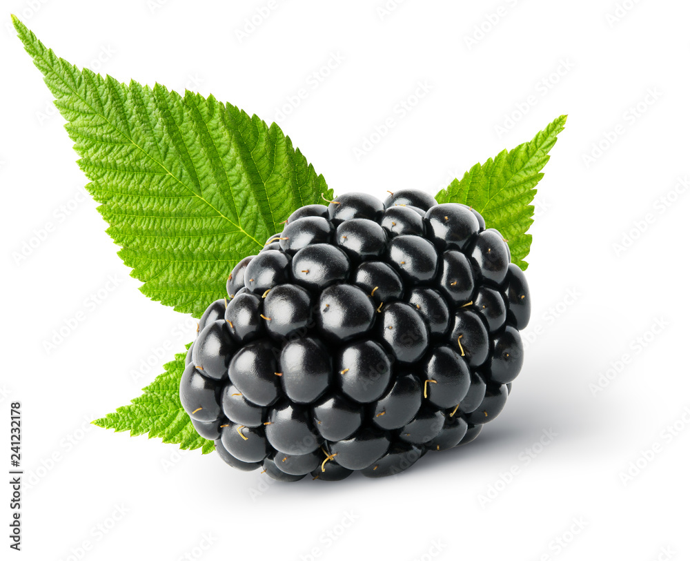 Detail Blackberry Fruit Picture Nomer 48