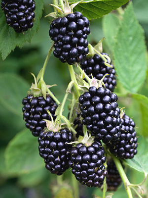Detail Blackberry Image Nomer 22
