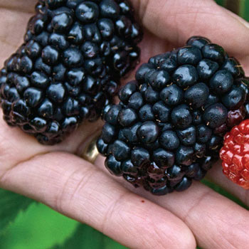 Detail Blackberry Image Nomer 23