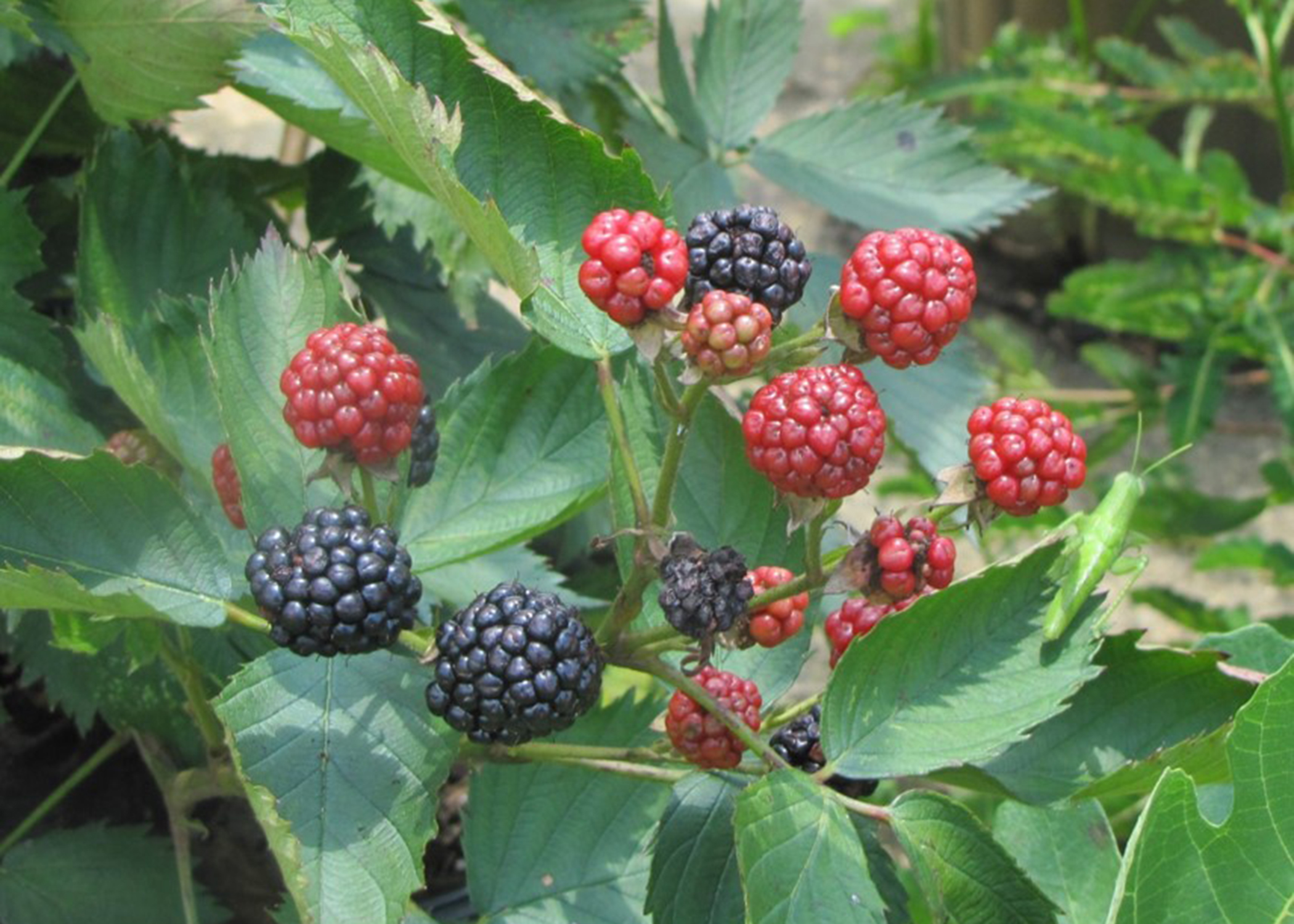 Detail Blackberry Image Nomer 32