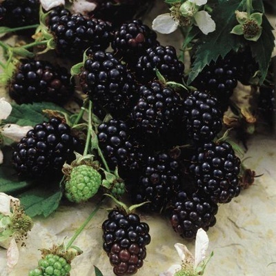 Detail Blackberry Image Nomer 33