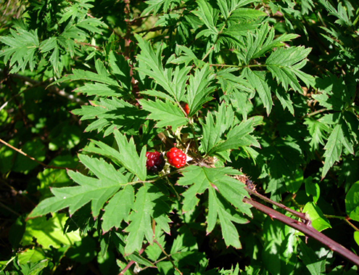 Detail Blackberry Image Nomer 42