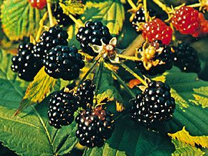 Detail Blackberry Image Nomer 46