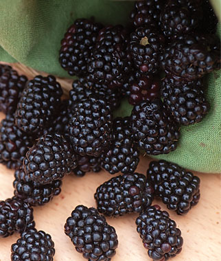 Detail Blackberry Image Nomer 48