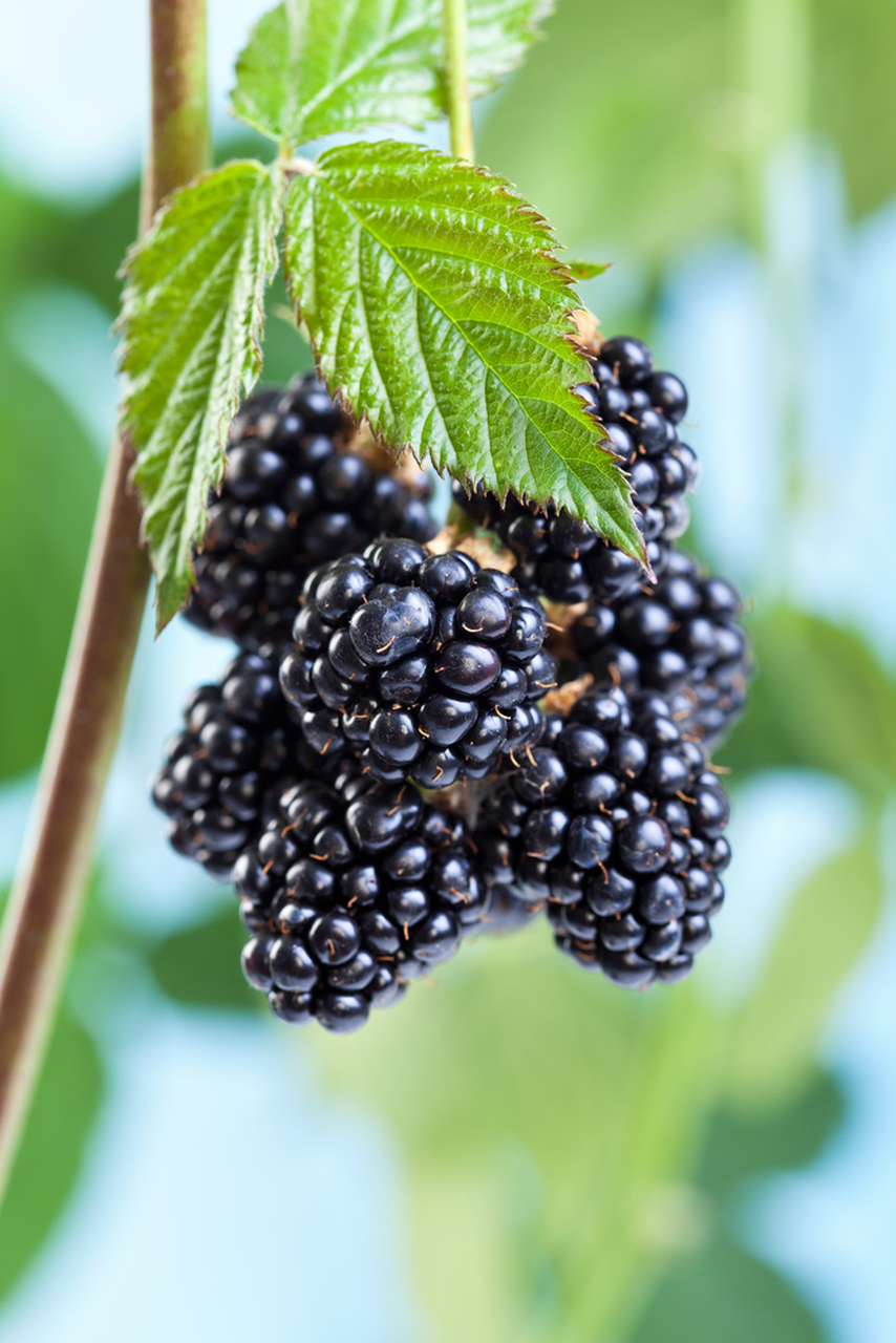 Detail Blackberry Image Nomer 52