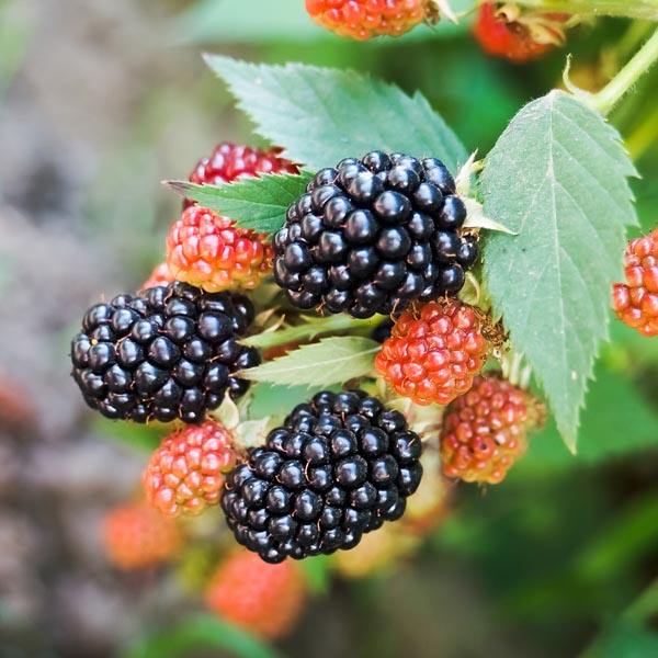 Detail Blackberry Image Nomer 53