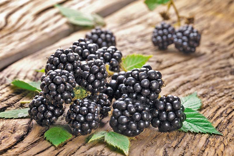 Detail Blackberry Image Nomer 54