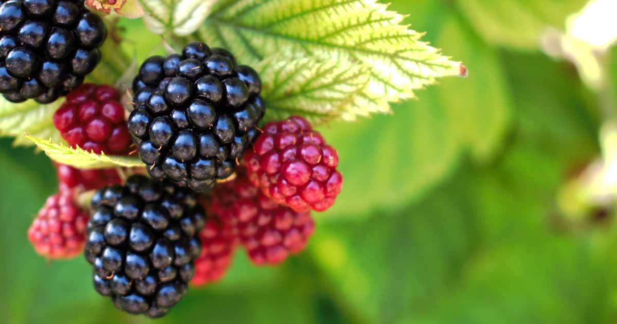 Detail Blackberry Image Nomer 58
