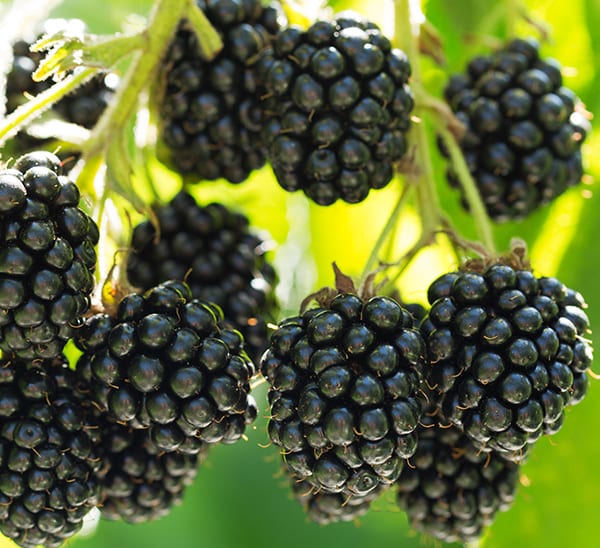 Detail Blackberry Image Nomer 8