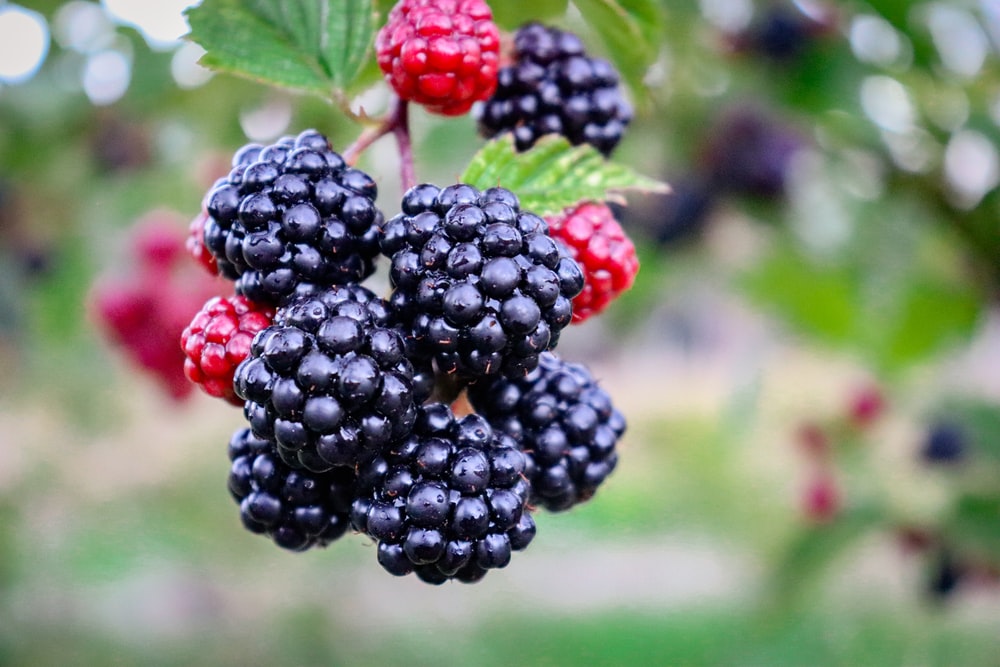 Detail Blackberry Image Nomer 9