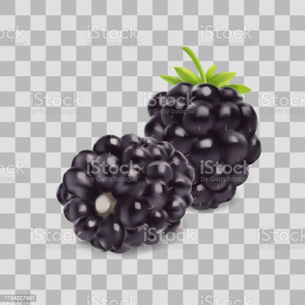 Detail Blackberry Transparent Nomer 16