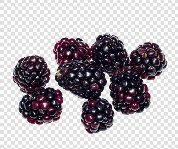 Detail Blackberry Transparent Nomer 19