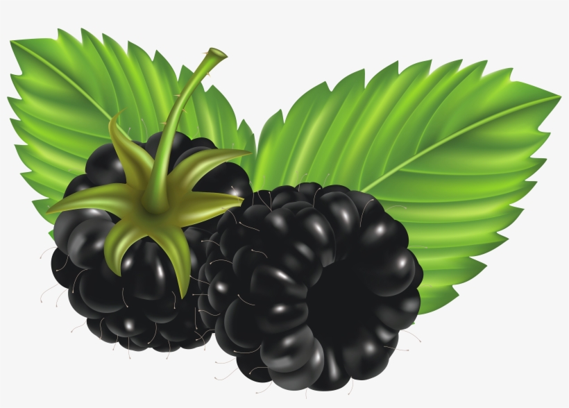 Detail Blackberry Transparent Nomer 21