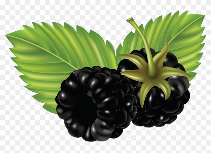 Detail Blackberry Transparent Nomer 36