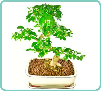 Detail Bonsai Zeichnung Nomer 25