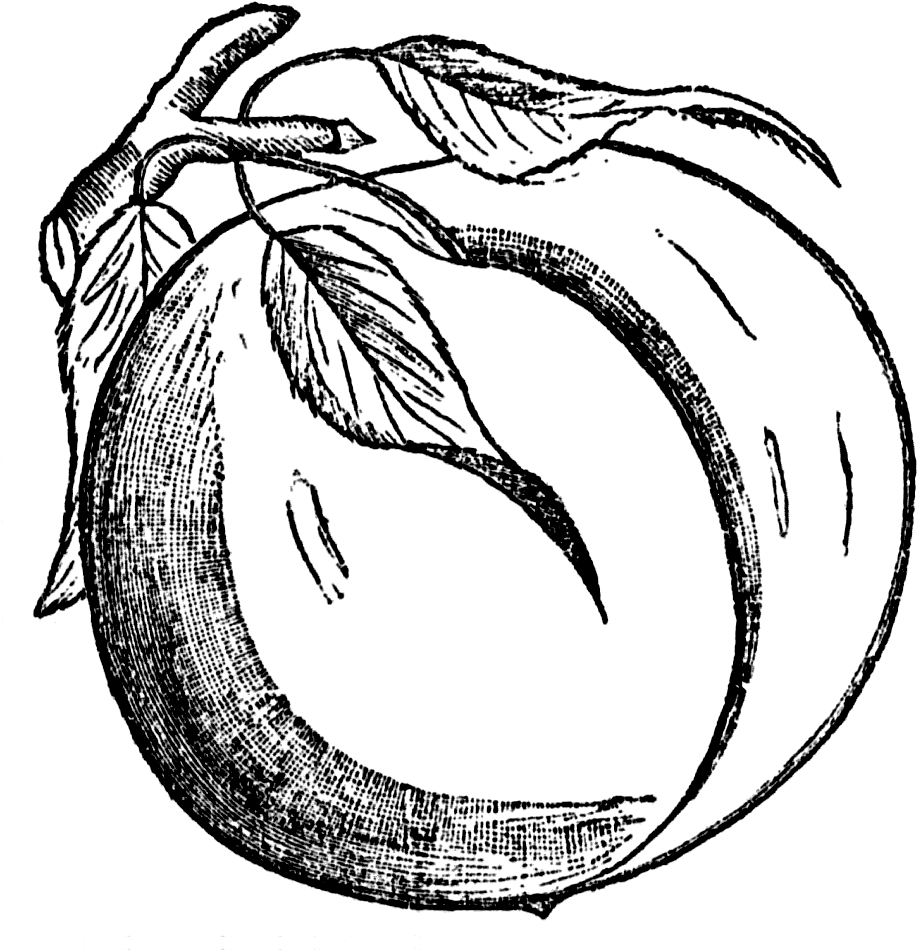 Detail Drawing Peaches Nomer 22