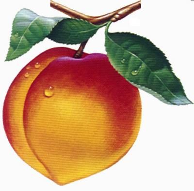 Detail Drawing Peaches Nomer 6
