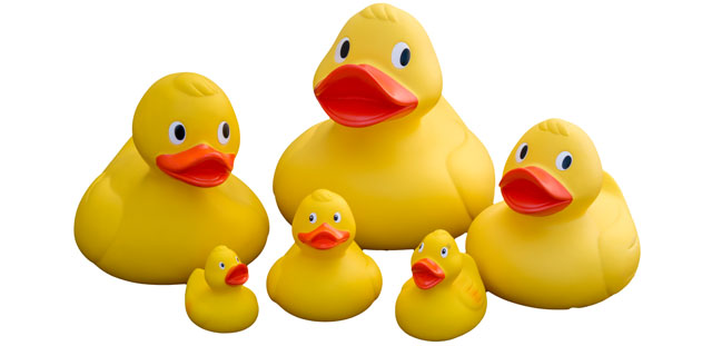 Enten Bilder - KibrisPDR