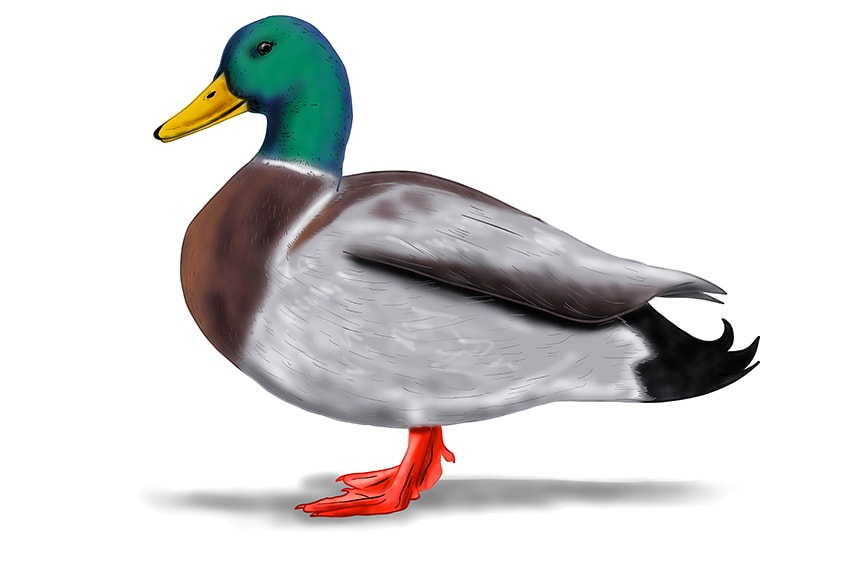 Detail Enten Bilder Nomer 22