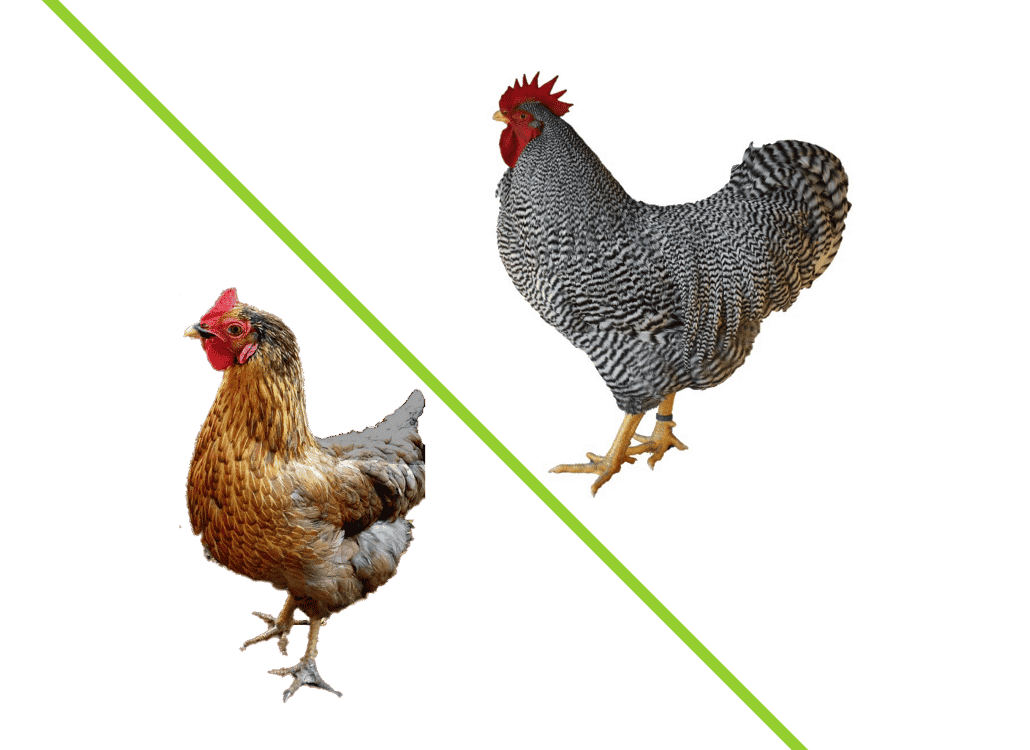 Detail Isa Braun Huhn Nomer 14