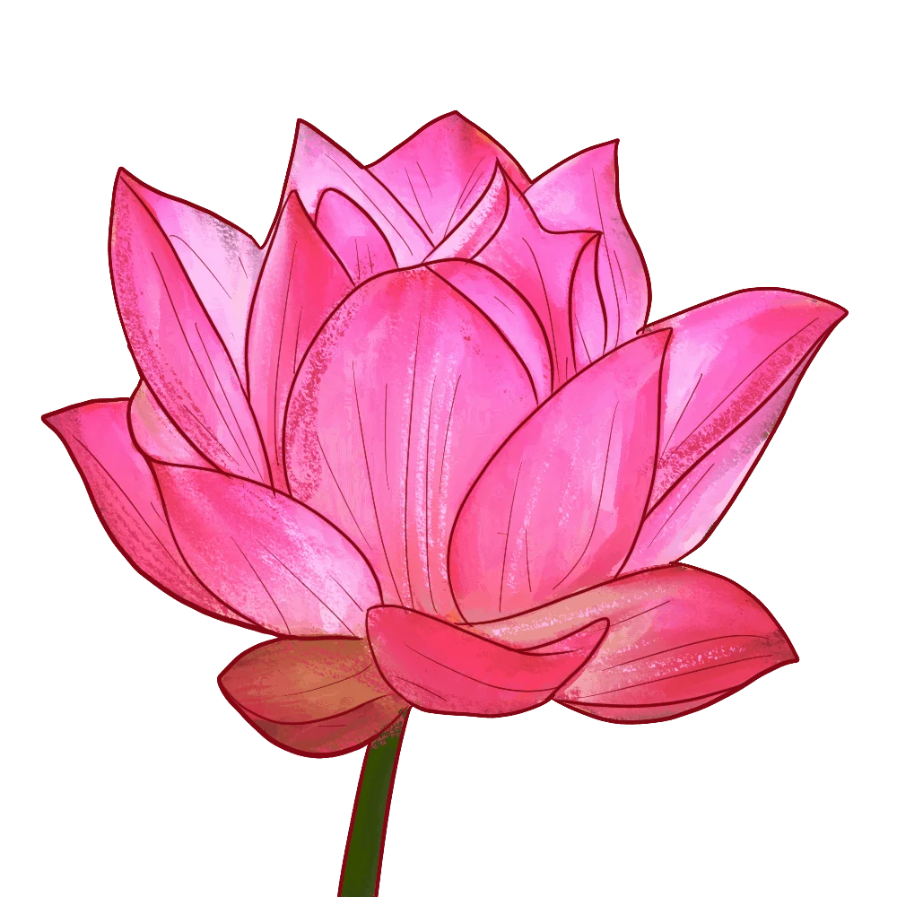 Detail Lily The Pink Nomer 12
