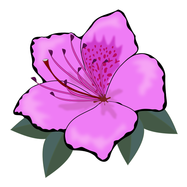 Detail Lily The Pink Nomer 20