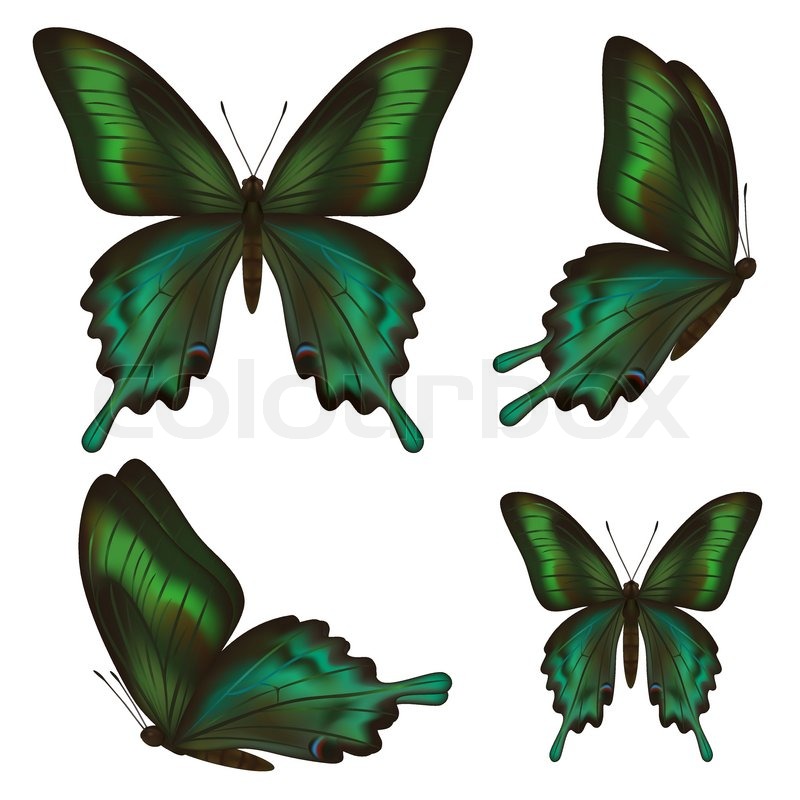 Detail Schmetterling Seitlich Nomer 13
