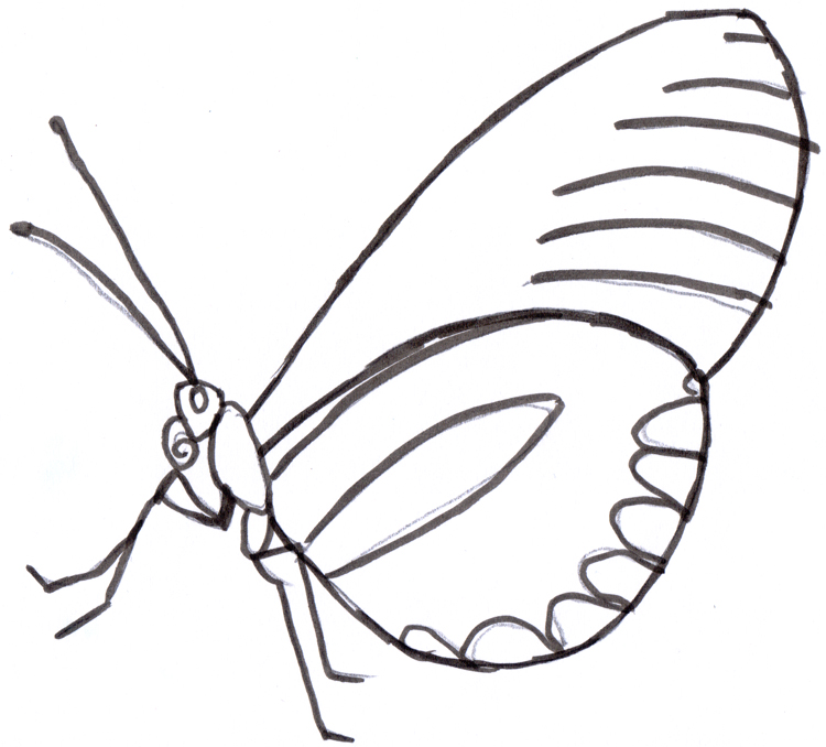 Detail Schmetterling Seitlich Nomer 5