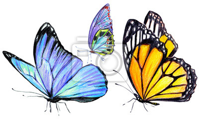 Detail Schmetterling Seitlich Nomer 8