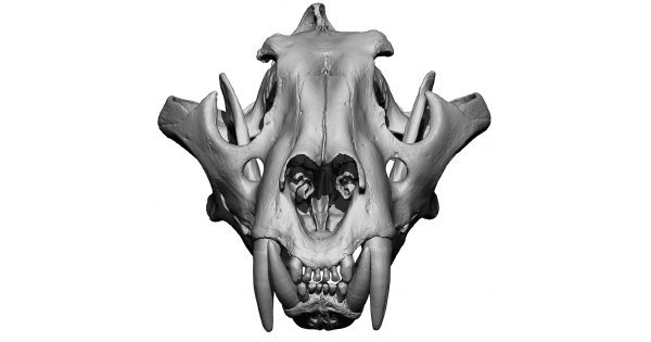 Detail Tiger Skull Nomer 13