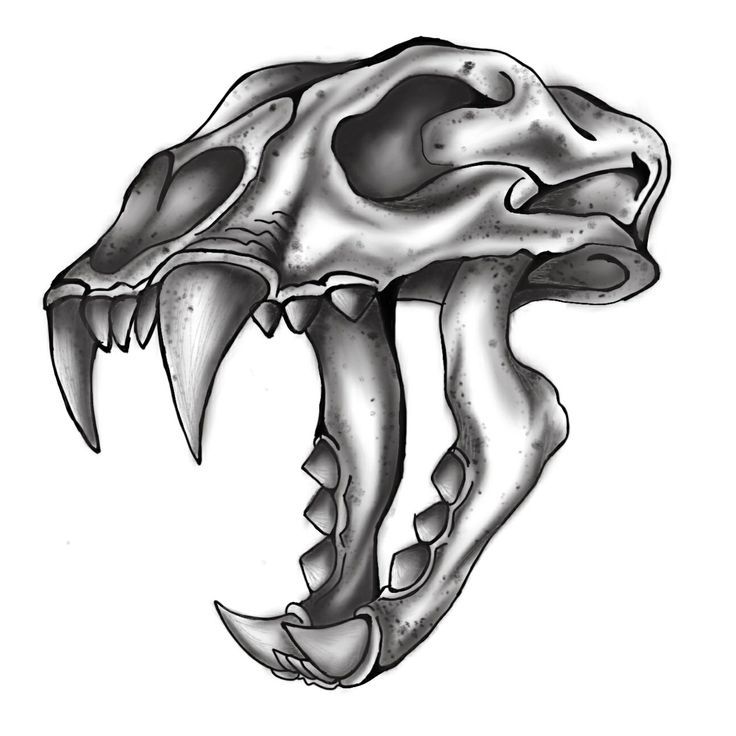 Detail Tiger Skull Nomer 4