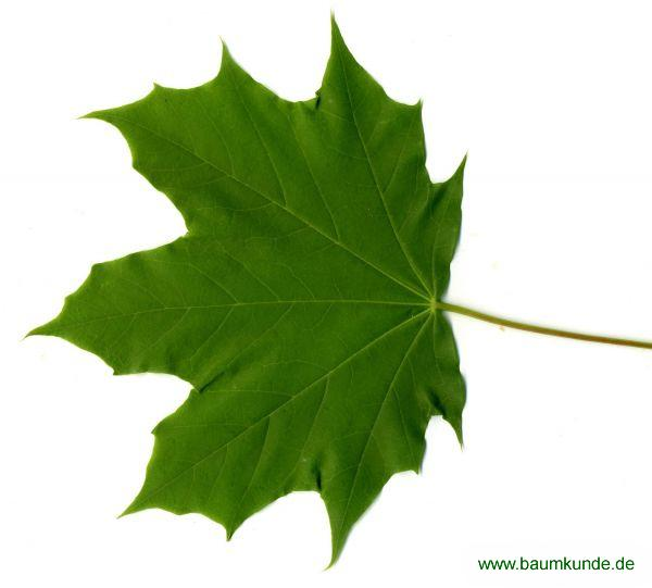 Detail Baum Platane Bild Nomer 14