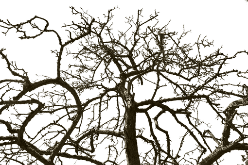Detail Baum Platane Bild Nomer 24