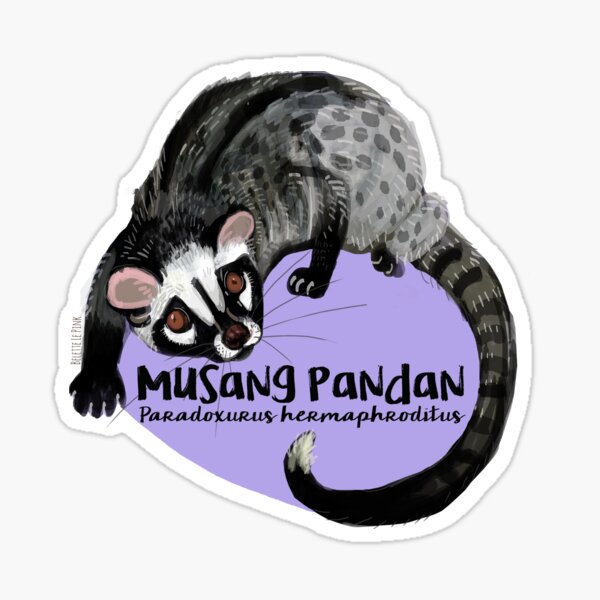 Detail Foto Musang Pandan Nomer 3