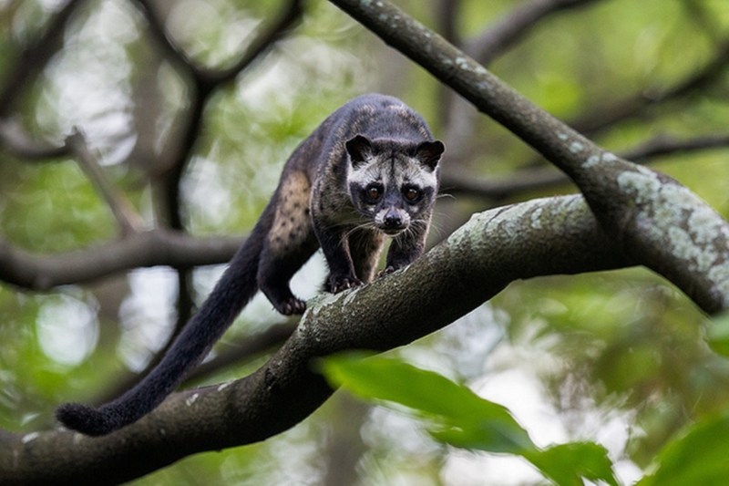 Detail Foto Musang Pandan Nomer 23