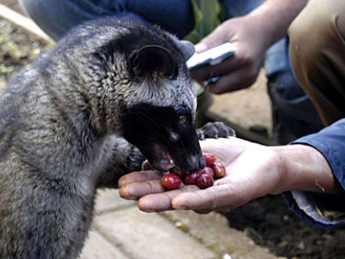 Detail Foto Musang Pandan Nomer 28