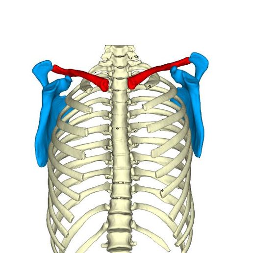 Detail Sternum 3d Nomer 9